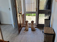 Photo from inside the main entrance of two small dogs waiting expectantly for something to happen outside