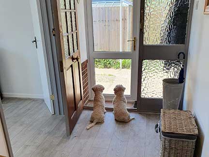 Photo from inside the main entrance of two small dogs waiting expectantly for something to happen outside