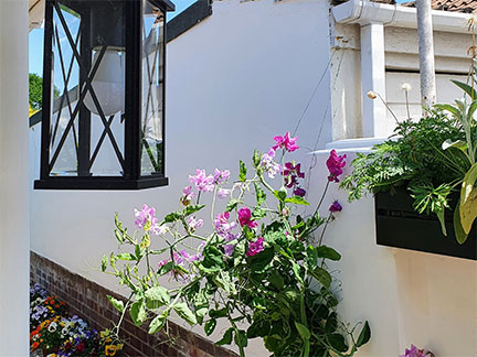 Detail of plants and lantern lining the entrance to the narrow passage down the side of the house
